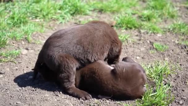 Tre Bruna Labradorvalpar Leker Marken Husdjur Hånglar Utomhus Våren Unga — Stockvideo