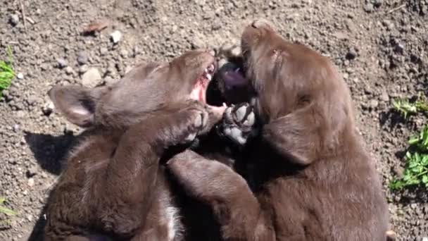 三只棕色的拉布拉多小狗在地上玩耍 宠物在户外玩耍 幼犬在一起 — 图库视频影像