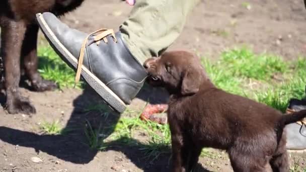 Brązowy Szczeniak Labrador Bawi Się Ziemi Zwierzęta Zabawiają Się Zewnątrz — Wideo stockowe