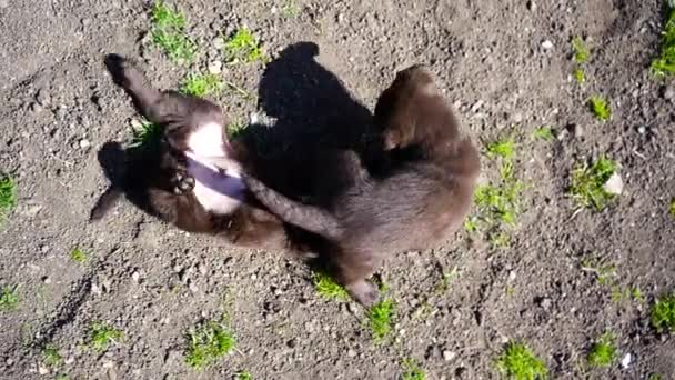3匹の茶色のラブラドールの子犬が地面で遊んでいます 春になるとペットは屋外でばかになる 若い犬たちが — ストック動画