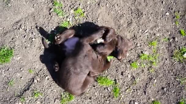 Három Barna Labrador Kölyökkutya Játszik Földön Háziállatok Bolondoznak Szabadban Tavasszal — Stock videók