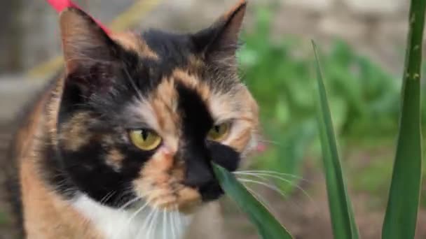 Τρίχρωμη Γάτα Εξωτερικούς Χώρους Στον Ήλιο Την Άνοιξη Κοντινό Πλάνο — Αρχείο Βίντεο