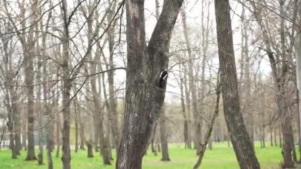 Blackbird Sitter Ett Träd Tidigt Våren Fågel Bara Grenar Flyttande — Stockvideo