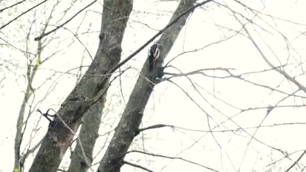 Чёрный Дрозд Сидит Дереве Ранней Весной Птица Голых Ветвях Сезон — стоковое видео