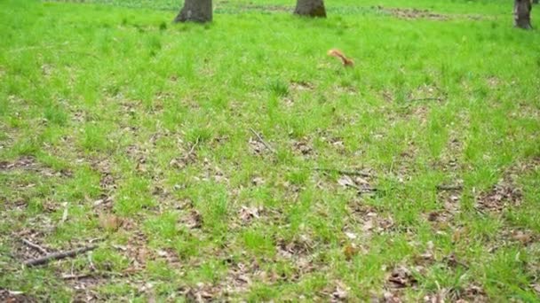 Красная Белка Пушистым Хвостом Бежит Зеленой Лужайке Парке Весной Поисках — стоковое видео