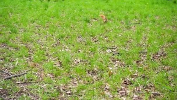 ふかふかの尾をした赤いリスが春に公園の緑の芝生に沿って食べ物を求めて走ります 都市部の野生生物 市内の野生動物 — ストック動画