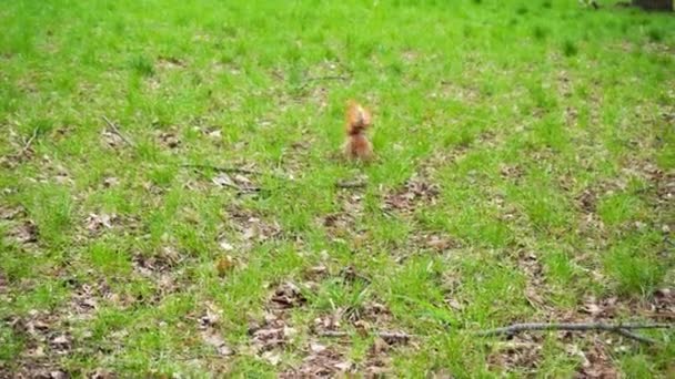 Esquilo Vermelho Com Uma Cauda Fofa Corre Longo Gramado Verde — Vídeo de Stock