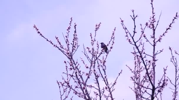 Karatavuk Baharın Başında Bir Ağaçta Oturur Çıplak Dallardaki Kuş Göçmen — Stok video