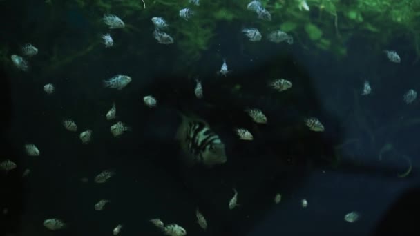 鱼在家里的水族馆里游泳 水槽中玻璃杯后的水下世界的多样性 五彩斑斓的水下宠物在海藻中游动 渔民的嫖客 — 图库视频影像