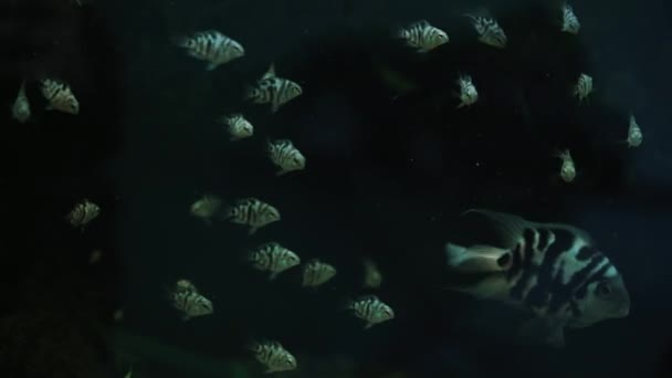 魚はホーム水族館で泳ぐ 水槽内のガラスの背後にある水中世界の多様性 多色の水中ペットが藻類の間を泳ぐ 漁師の趣味 — ストック動画