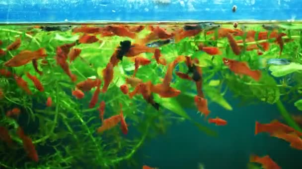 金鱼在家里的水族馆里游泳 水槽中玻璃杯后的水下世界的多样性 五彩斑斓的水下宠物在海藻中游动 渔民的嫖客 — 图库视频影像