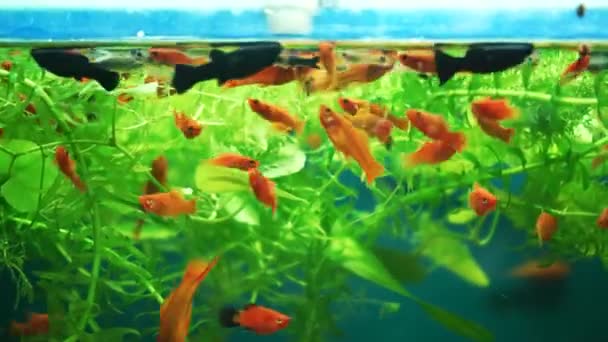 金魚がホーム水族館で泳いでいます 水槽内のガラスの背後にある水中世界の多様性 多色の水中ペットが藻類の間を泳ぐ 漁師の趣味 — ストック動画
