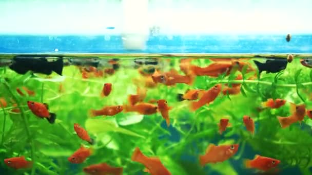 Guldfiskar Simmar Ett Hemakvarium Mångfald Undervattensvärlden Bakom Glas Vattentank Flerfärgade — Stockvideo