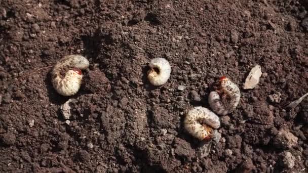 Açık Alandaki Tırtıllar Toprağı Kazmaya Çalışıyor Böcek Larvaları Bahçedeki Baharda — Stok video