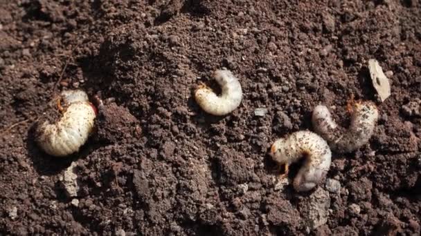 開いた地面にカブトムシの毛虫を刺して地面を掘ろうとしています 昆虫の幼虫は庭の春に耕された土壌に横たわっています フィールド上の甲虫の接近期の移行期 — ストック動画