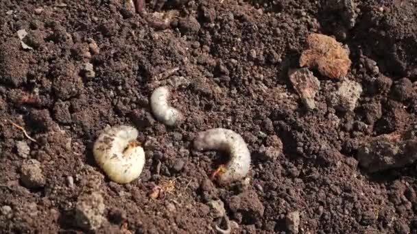 開いた地面にカブトムシの毛虫を刺して地面のタイムラプスに突入しようとしています 昆虫の幼虫は庭の春に耕された土壌に横たわっています 甲虫過渡期の寿命が近い — ストック動画