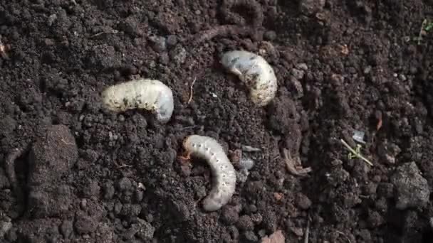 雄甲虫毛毛虫在开放的地面上试图钻洞进入地面时间的流逝 春天在花园里 昆虫幼虫躺在犁地上 甲虫过渡生命阶段特写 — 图库视频影像