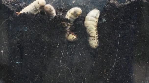 Steenkeverrupsen Volle Grond Die Zich Grondtijdspanne Proberen Graven Insectenlarven Liggen — Stockvideo