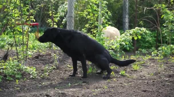 茶色いラブラドールが庭で小便してる 犬が庭を歩く 春に屋外でペットウォーキング — ストック動画