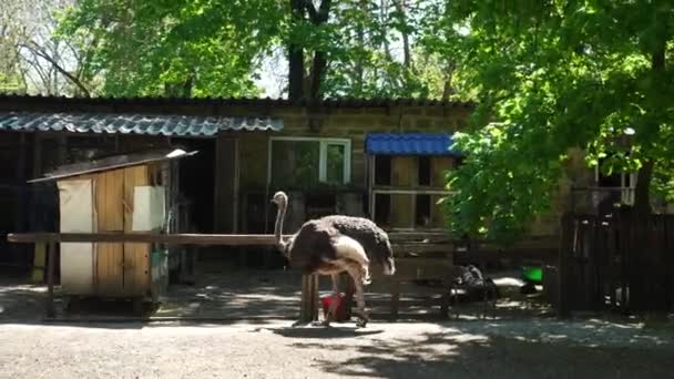 Strauß Spaziert Sommer Über Den Hof Straußenfarm Großer Vogel Mit — Stockvideo