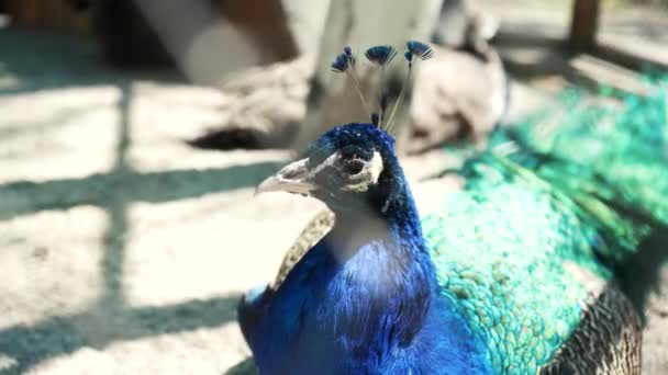Masculino Indiano Pavão Azul Caminha Redor Quintal Pássaro Colorido Com — Vídeo de Stock