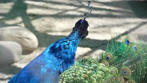 Macho Indio Azul Pavo Real Camina Alrededor Del Patio Colorido — Vídeos de Stock