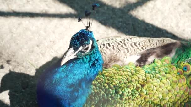 Mannelijke Indiase Blauwe Pauw Loopt Rond Tuin Kleurrijke Vogel Met — Stockvideo