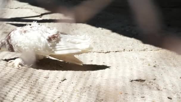 白いシャギーが晴れた日に庭を歩き回っていました 珍しい種類のブッシュテールの鳩 詳細はファンタイルバード クローズアップ — ストック動画