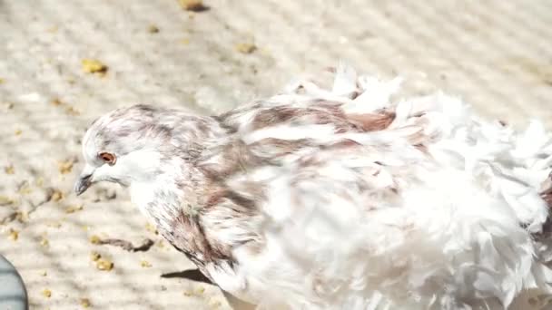 阳光灿烂的一天 一只白色毛茸茸的鸽子在院子里散步 一种罕见的浓密尾鸽 细看扇尾鸟的特写 — 图库视频影像