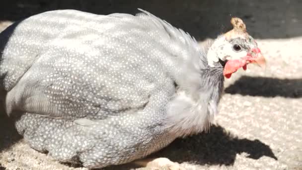 一只灰色羽毛的几何鸟 在阳光下晒太阳 家禽的羽毛特写 家禽养殖 — 图库视频影像