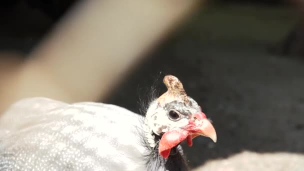 太陽の下で日光浴をする灰色の羽のモルモット 鶏のクローズアップの急落 — ストック動画
