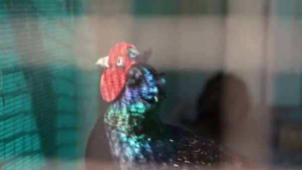 Silvriga Fasan Närbild Detalj Avlar Exotiska Fåglar Fjädrar Sällsynt Utrotningshotad — Stockvideo