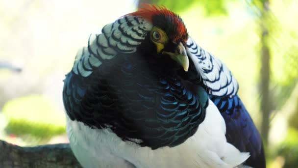 Faisão Prateado Close Detalhes Criar Aves Exóticas Penas Uma Ave — Vídeo de Stock