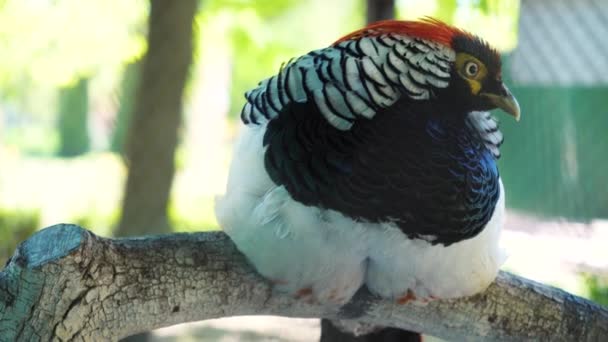 Ασημένιο Φασιανό Κοντινό Πλάνο Λεπτομέρεια Εκτρέφω Εξωτικά Πουλιά Φτερά Ενός — Αρχείο Βίντεο