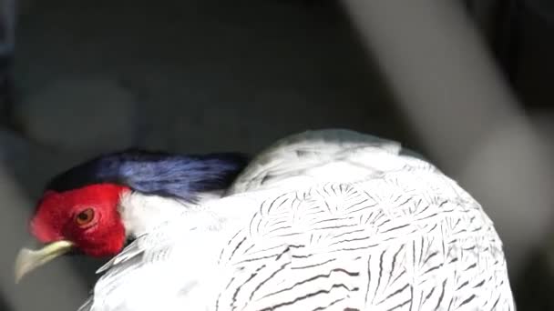 Silberfasan Nahaufnahme Detail Zucht Exotischer Vögel Federn Eines Seltenen Gefährdeten — Stockvideo