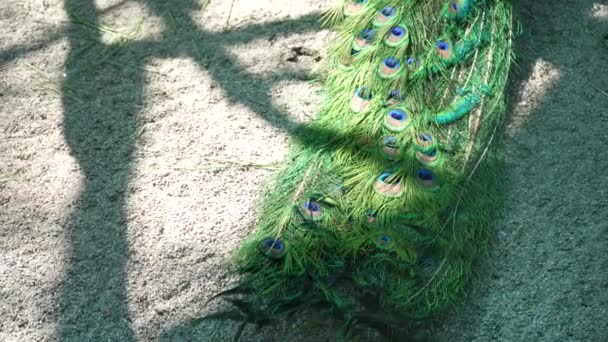 雄性印度蓝孔雀在院子里走来走去 色彩艳丽的鸟 羽毛上有明亮的图案 — 图库视频影像