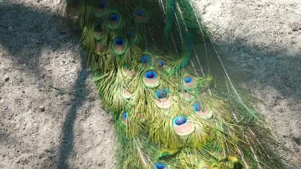 オスのインドの青い孔雀が庭を歩き回っています 羽の近くに明るいパターンのカラフルな鳥 — ストック動画