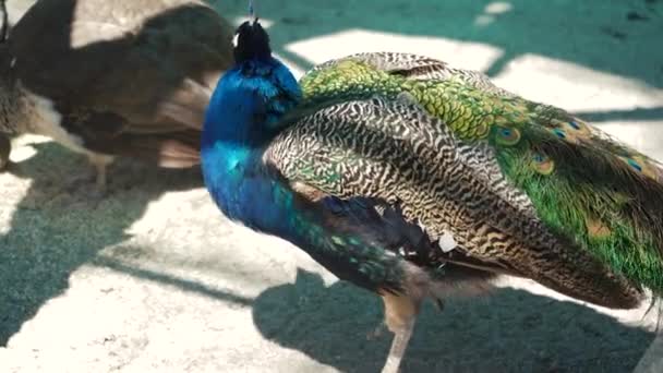 庭を平和的に歩いているオスのインドの青い孔雀です 羽の近くに明るいパターンを持つ多色の鳥 — ストック動画