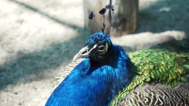 雄性印度蓝孔雀在院子里走来走去 色彩艳丽的鸟 羽毛上有明亮的图案 — 图库视频影像