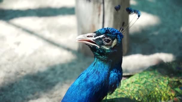 Mężczyzna Indyjski Niebieski Paw Spacery Wokół Podwórka Kolorowy Ptak Jasnym — Wideo stockowe
