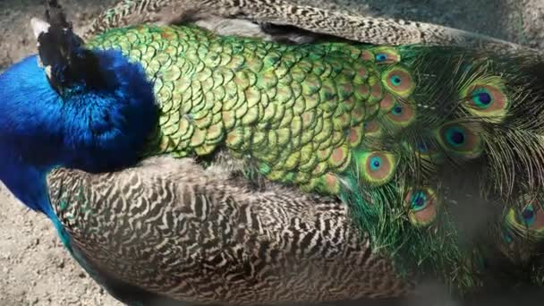 Mężczyzna Indyjski Niebieski Paw Spacery Wokół Podwórka Kolorowy Ptak Jasnym — Wideo stockowe