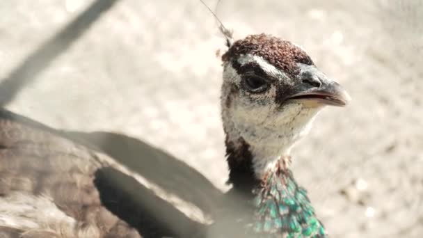 Peahen Samica Indyjskiego Pawia Spaceruje Podwórku Szczegóły Upierzenia Egzotycznego Ptaka — Wideo stockowe