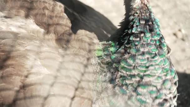 Пайген Самка Індійського Павича Йде Навколо Подвір Деталі Оперення Екзотичних — стокове відео