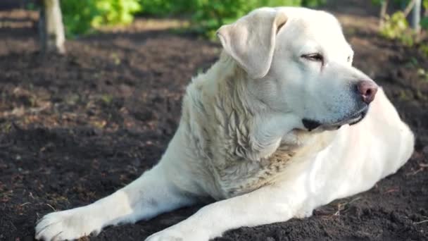 Labrador Cervatillo Encuentra Suelo Primavera Perro Está Caliente Mascota Mueve — Vídeo de stock