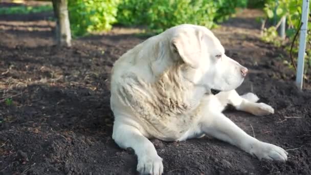 Fawn Labrador Ligt Het Voorjaar Grond Hond Heet Het Huisdier — Stockvideo