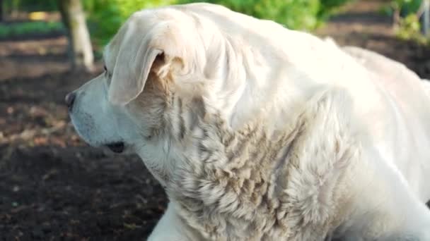 Płowy Labrador Leży Ziemi Wiosną Pies Jest Gorący Zwierzak Macha — Wideo stockowe