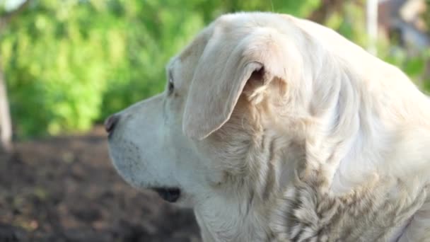 Fawn Λαμπραντόρ Βρίσκεται Στο Έδαφος Την Άνοιξη Σκύλος Είναι Καυτός — Αρχείο Βίντεο