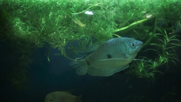 魚はホーム水族館で泳ぐ 水槽内のガラスの背後にある水中世界の多様性 多色の水中ペットが藻類の間を泳ぐ 漁師の趣味 — ストック動画