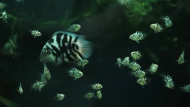 Fish Swim Home Aquarium Diversity Underwater World Glass Water Tank — Stock Video