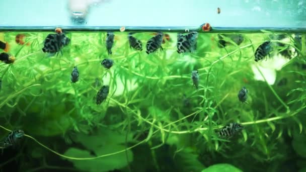 Fische Schwimmen Heimischen Aquarium Vielfalt Der Unterwasserwelt Hinter Glas Einem — Stockvideo